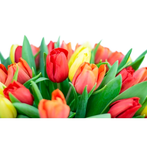 Kytice  tulipánů